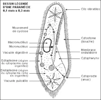Des deux noyaux de la...