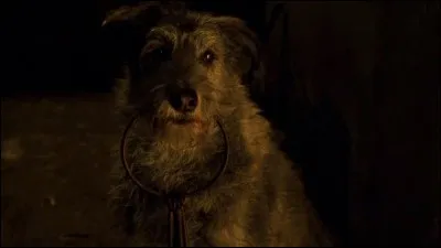 A quelle attraction ce chien vous fait-il penser ?