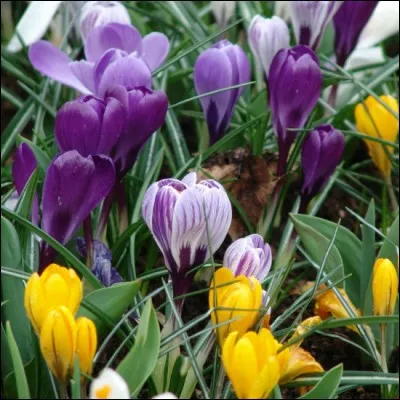 Quel est son besoin en luminosité ?