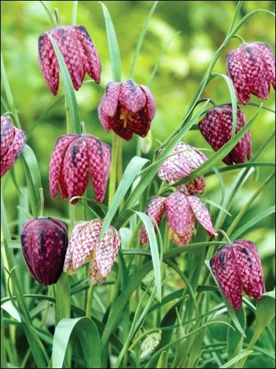 Quel est son besoin en luminosité ?