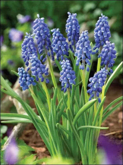 Quel est son besoin en luminosité ?