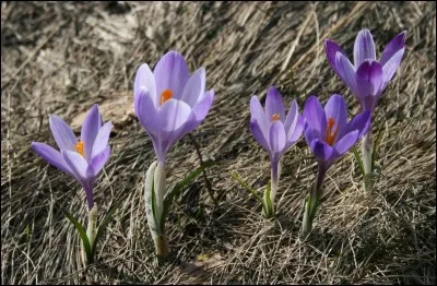 Quel est son nom latin ?