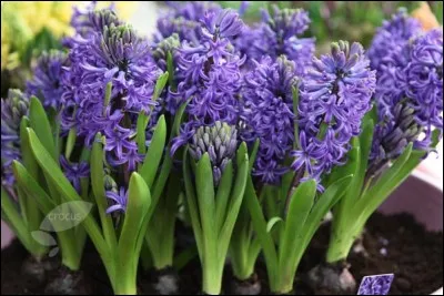 Quel est son nom latin ?