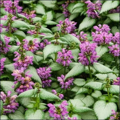 Quel est son nom latin ?