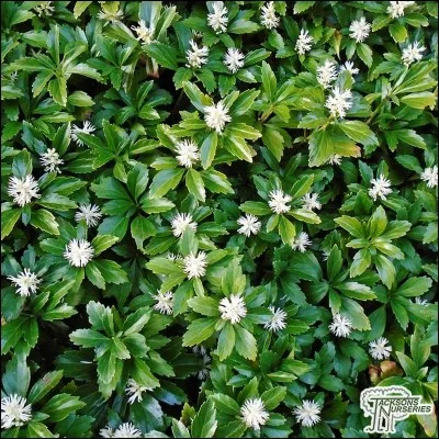 Quel est son nom latin ?