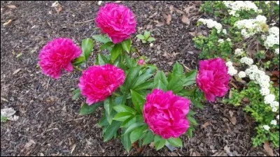 Quel est son nom latin ?