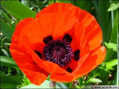 Quel est son nom latin ?