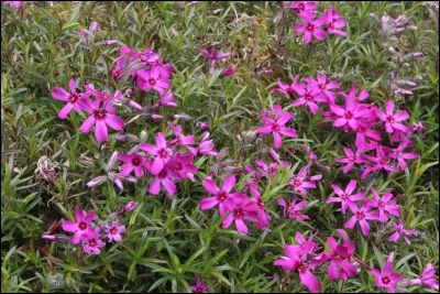 Quel est son nom latin ?