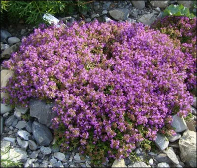 Quel est son nom latin ?