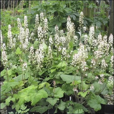 Quel est son nom latin ?