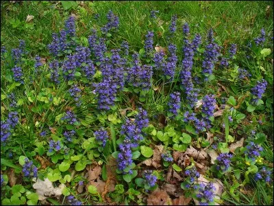 Quel est son besoin en luminosité ?