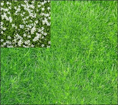 Quel est son besoin en luminosité ?