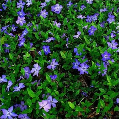 Quel est son besoin en luminosité ?