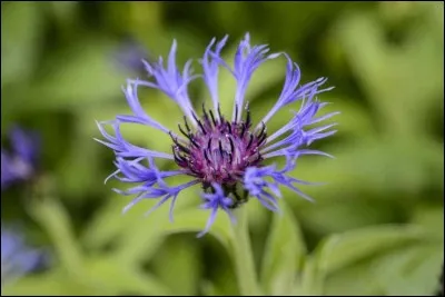 Quel est son besoin en luminosité ?