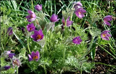 Quel est son nom latin ?