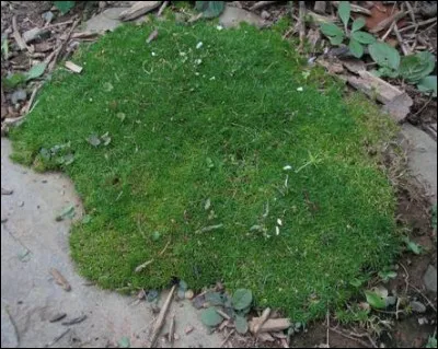 Quel est son nom latin ?