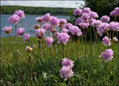 Quel est son nom latin ?