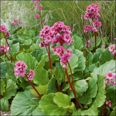 Quel est son nom latin ?