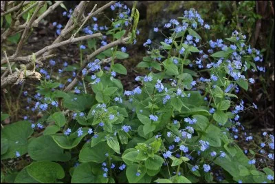 Quel est son nom latin ?