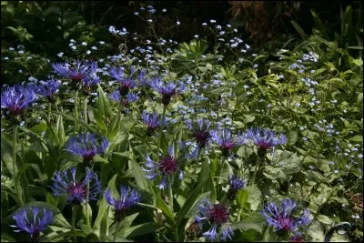 Quel est son nom latin ?