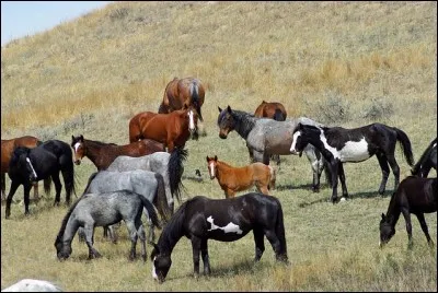 On dit que le cheval...