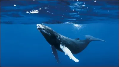 On dit que la baleine...