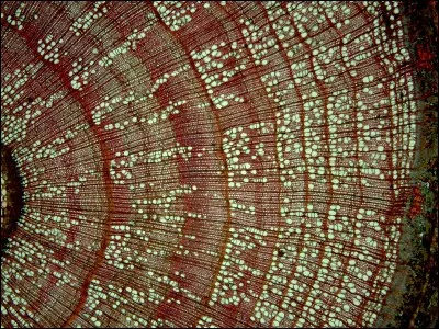 L'étude des cernes des arbres s'appelle...