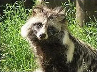 Quel est le nom de cet animal ?