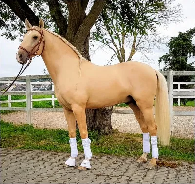 Quelle est cette robe ?