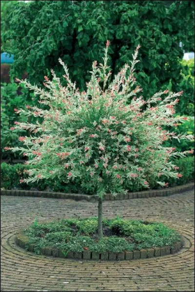 Sans lui, pas de culture.Sa cl&eacute; n'ouvre aucune serrure.Le gymnaste peut y exceller.Chacun peut le pi&eacute;tiner.Certains lui appliquerait un droitEn pr&eacute;textant qu'ils sont du lieu : Ceux-ci, des migrants, sont envieuxS'en prennent alors aux derniers venusCela est nul et non avenu,Et ce n'est s&ucirc;rement pas l'endroit !Qui est-ce ?