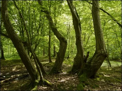Vous &ecirc;tes en for&ecirc;t, en pleine nuit, la nuque endolorie, vous &ecirc;tes perdu(e). Que faites-vous pour retrouver votre chemin ?
