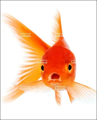 Comment s'appelle le poisson rouge de la classe du fils de Fanny ?