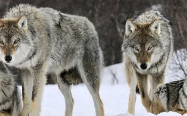 Quiz Loups