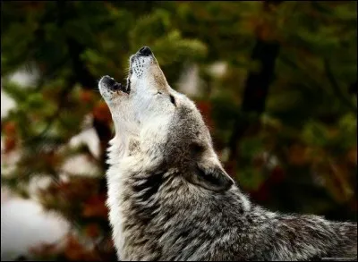 A quelle distance peut-on entendre le hurlement des loups ?