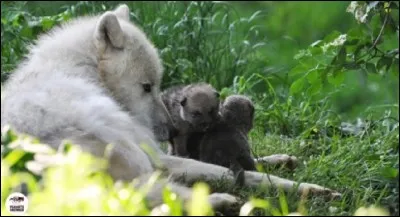 Ils redressent leurs oreilles vers ...