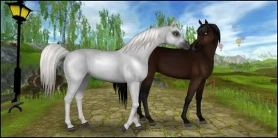 Quelle est la race des chevaux sur cette photo ?