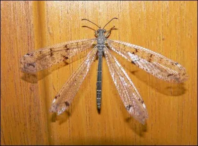 Quel insecte, ressemblant à une libellule, dévore les fourmis qu'il capture en creusant des pièges dans le sable ?