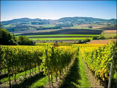 Combien de vignobles ce d&eacute;partement compte-t-il ?