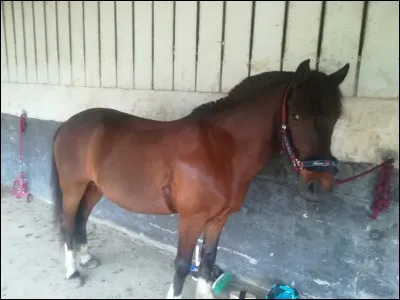 Quelle est la robe de ce poney ?