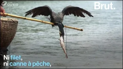 Quel oiseau aquatique piscivore est employé en Chine pour la pêche ?