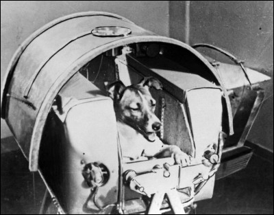 Le 3/11/57, elle est devenue le 1er être vivant à aller dans l'Espace, à bord de Spoutnik 2, 1 mois à peine après Spoutnik 1 : déjà Khrouchtchev est en course avec les Américains. Dés le départ, il était connu qu'ils ne pourraient la récupérer. Cette chienne était extrêmement calme et d'une grande docilité, entraînée au confinement et à la centrifugeuse : sacrifiée inutilement. Quel est son nom ?