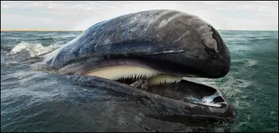 Comment appelle-t-on les lames cornées garnissant la mâchoire supérieure de certains cétacés ?