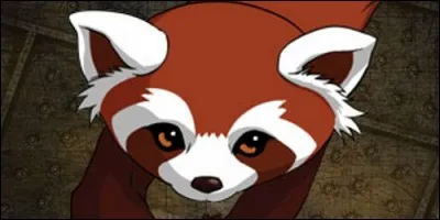 Comment se nomme le furet de Bolin ?