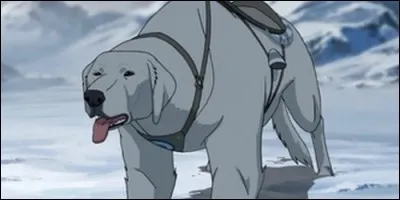 Quel est le nom de la chienne-ours polaire de Korra ?