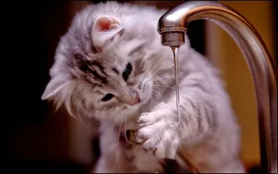 Les chats aiment-il sl'eau?