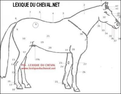 Comment s'appelle le n°21 ?