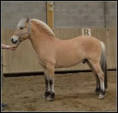 Comment se nomme la race de ce cheval ?