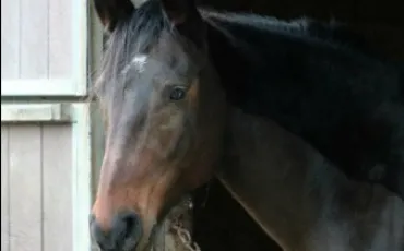 Quiz Galop 1