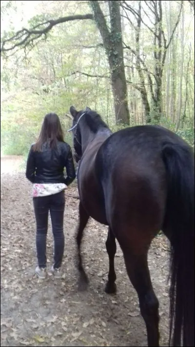 Comment s'appellent les trois parties du corps ?