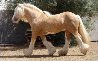 Quelle taille faites-vous ?